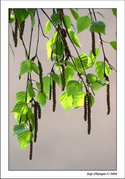 2005 - 04 - Jardin 05